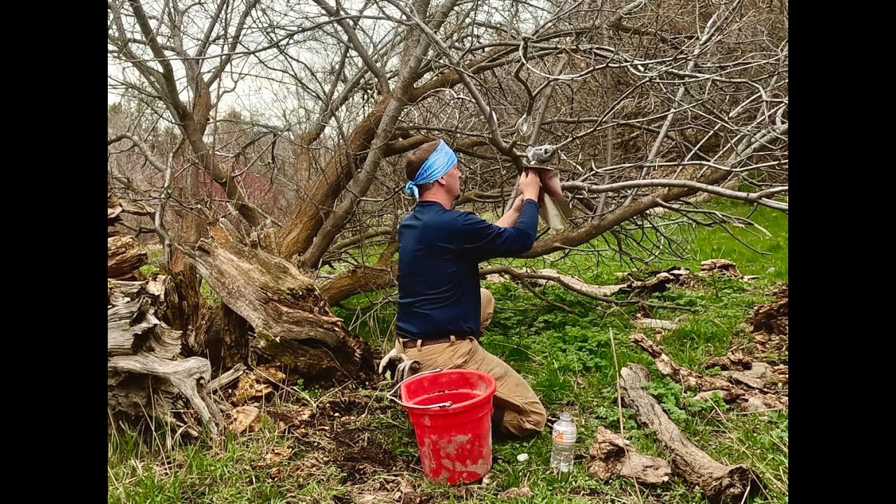 Air Layering our NEIGHBORS FRUIT trees (with his permission)