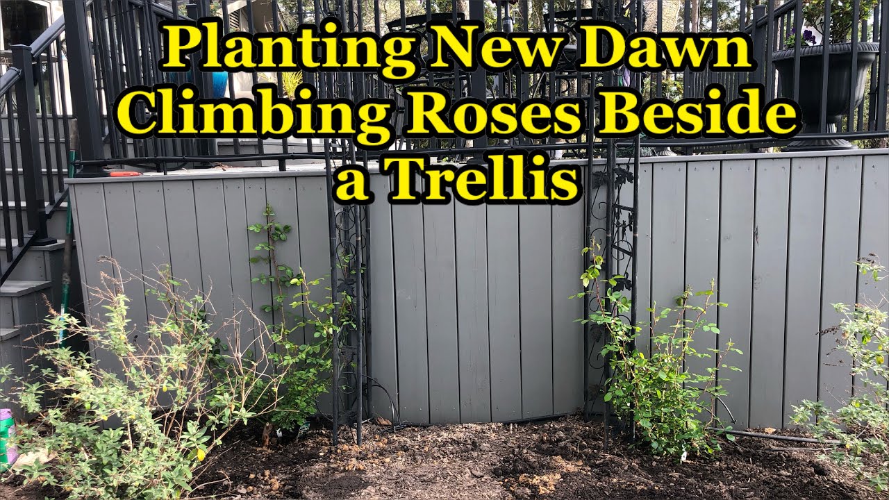 Planting New Dawn Climbing Roses to Climb a Trellis