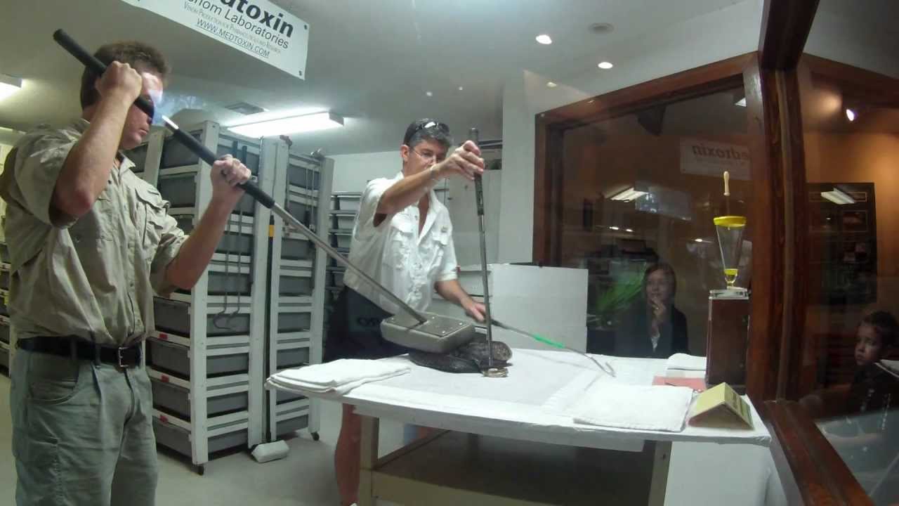 Florida Cottonmouth Water Moccasin Snake Venom Extraction Reptile Discovery Center DeLand