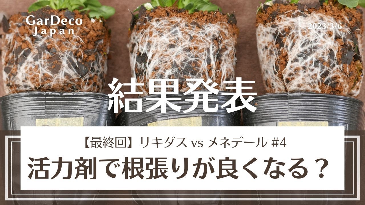 【結果発表】活力剤で根張りが良くなる？リキダスvsメネデール#4【この実験は最終回】