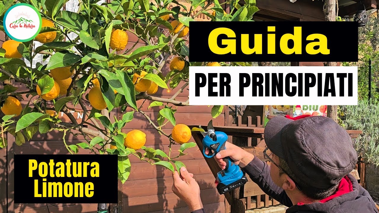 LIMONE - GUIDA COMPLETA PER LA POTATURA