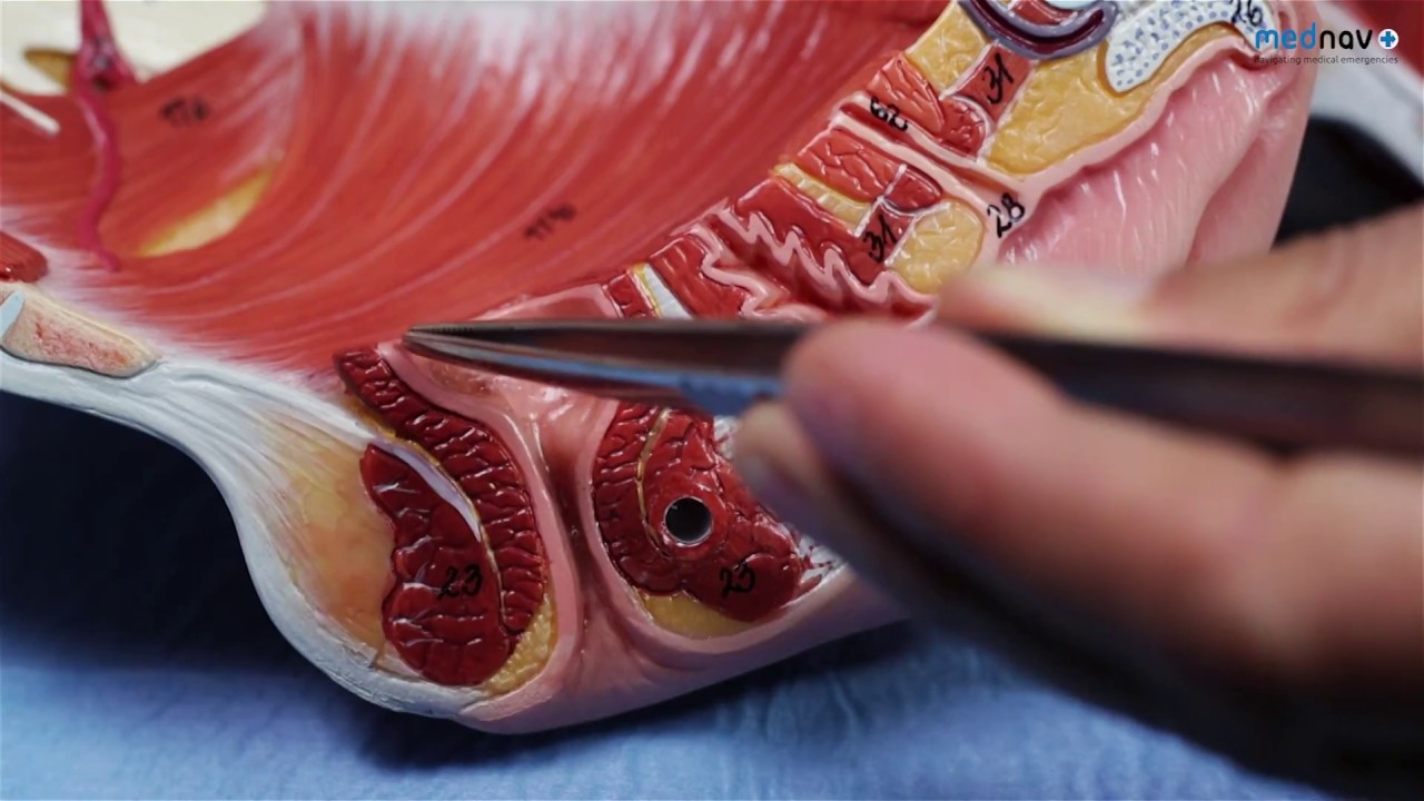 Anatomy of Perineum for Perineal repair