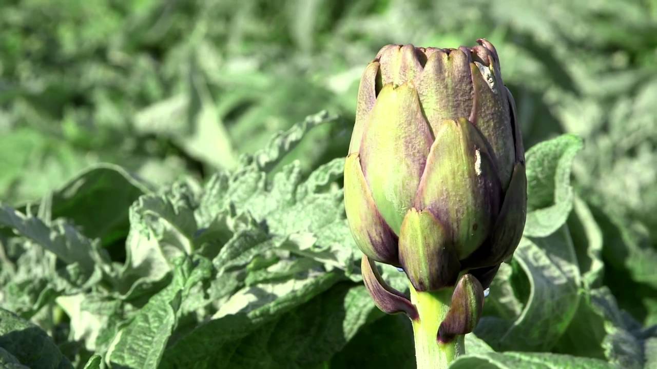 A DUE PASSI DALLA BIODIVERSITA' - DOCUMENTARIO SUL GERMOPLASMA SICILIANO