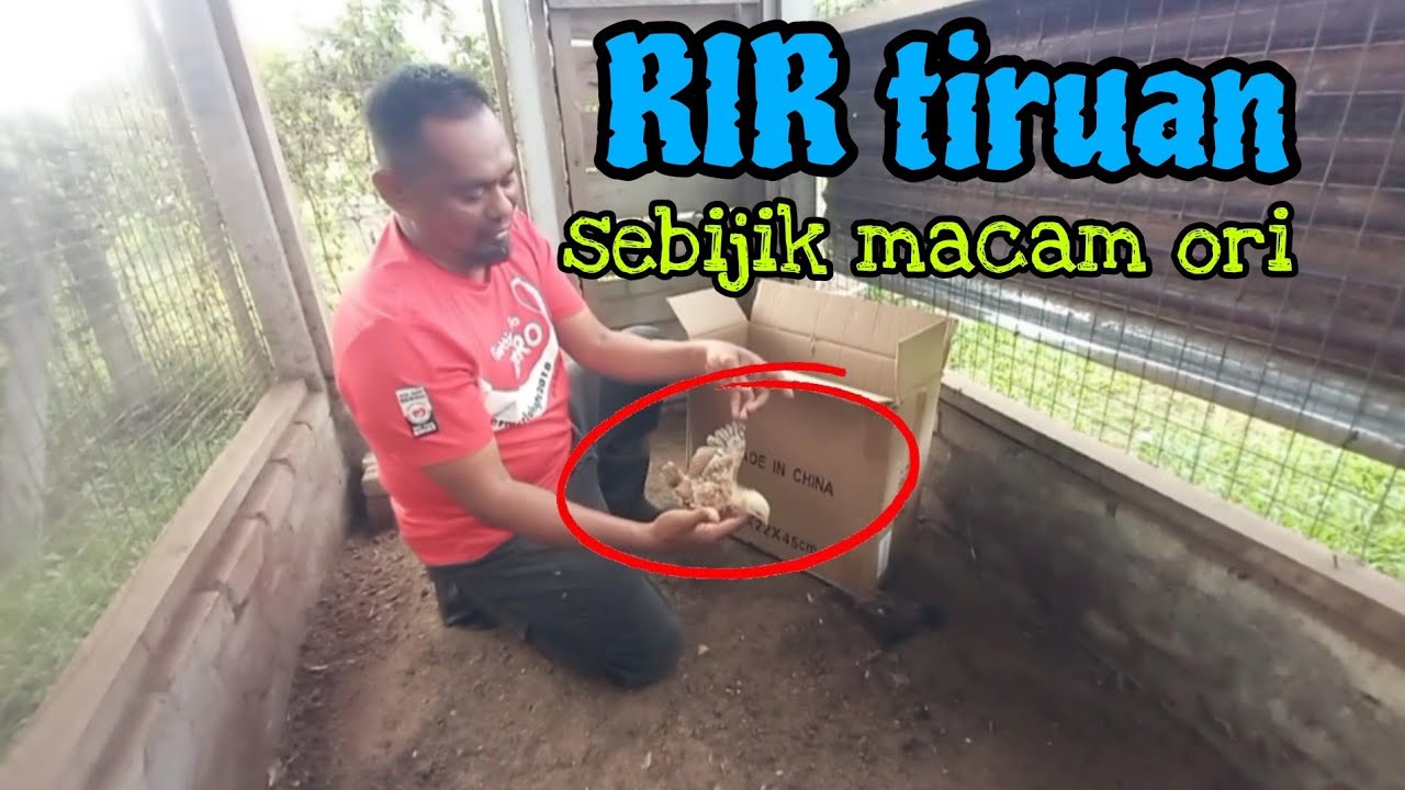 [Episod1375] anak ayam RIR: nampak mcam ori tapi bukan !!
