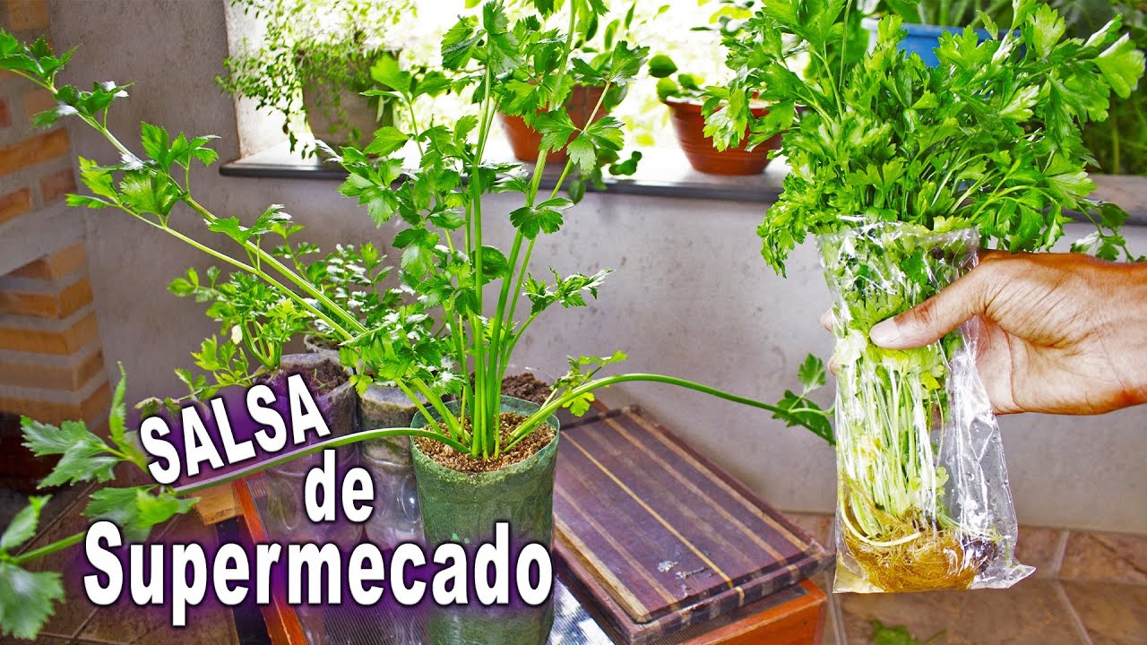 Replantando Salsinha de Supermercado (Salsinha-Salsão-Coentro)