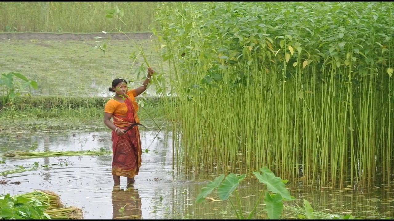 Jute Products Manufacturing Process from Fiber to Product