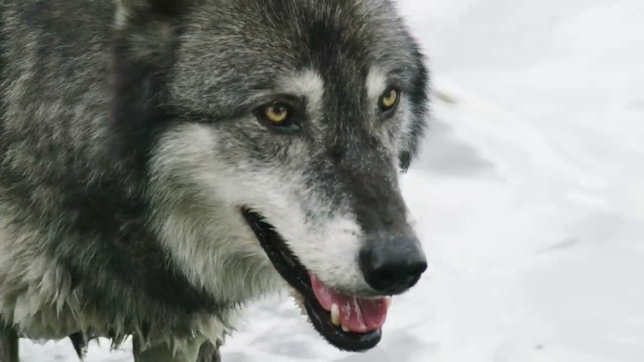 Wolves, a brief portrait in nature