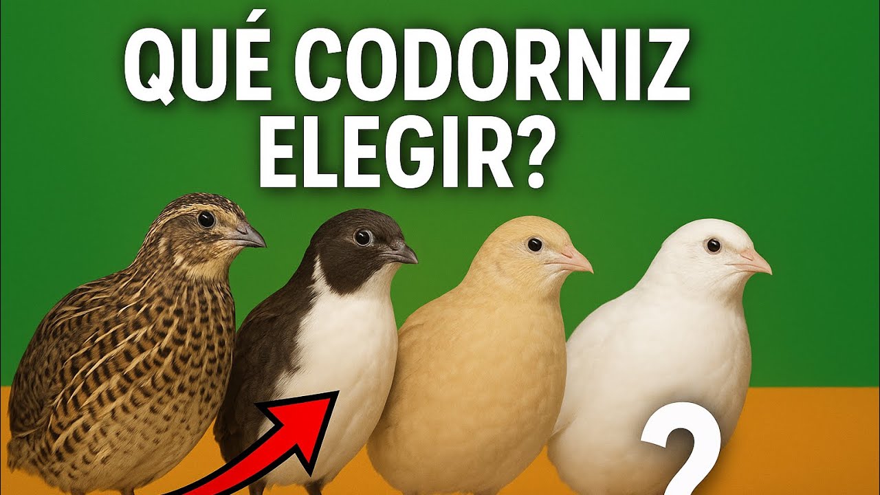 ¿Qué codorniz elegir?