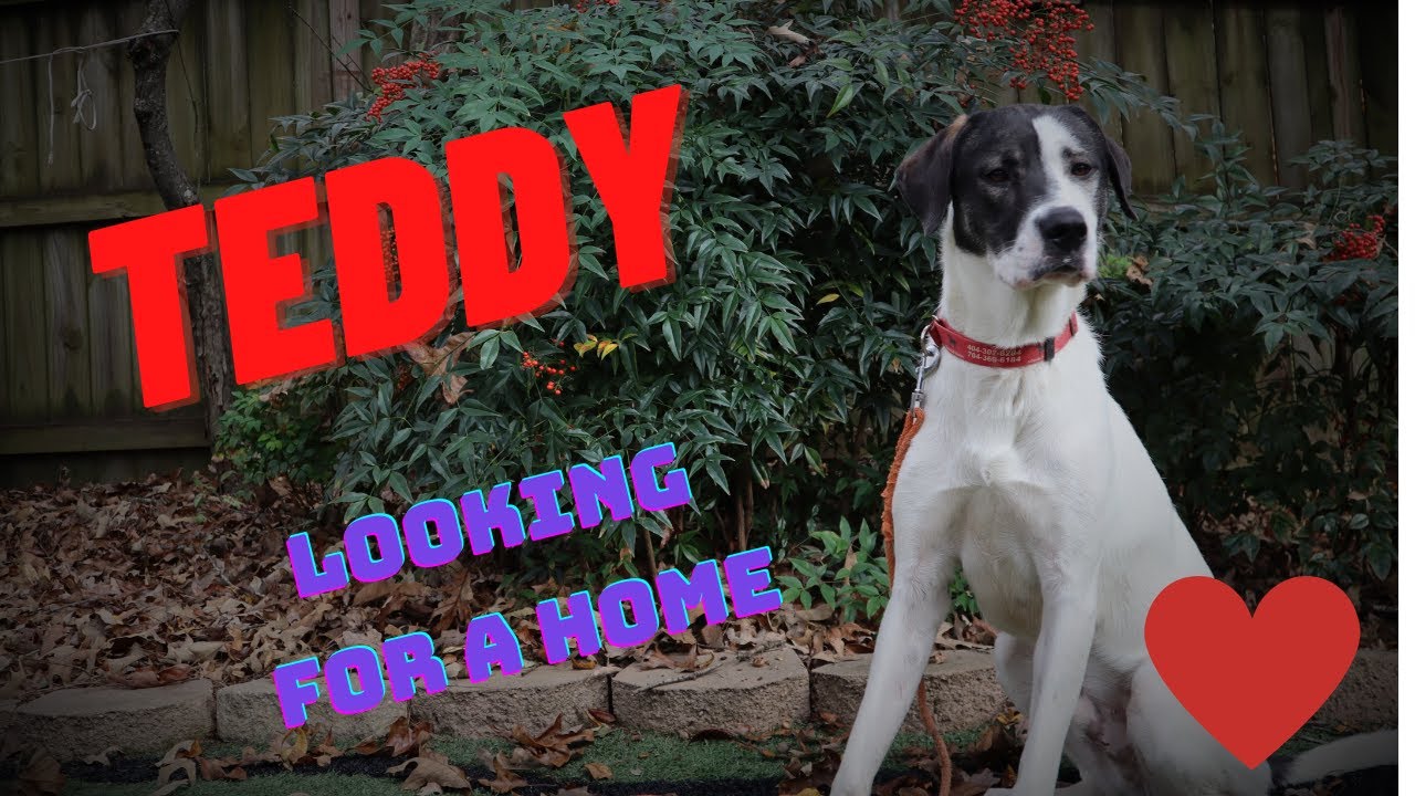 Homeless dog looking for a forever home. (Teddy)