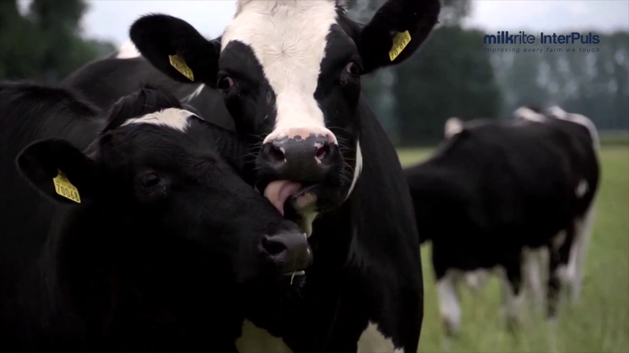 Impulse Air - The next generation of milking liner
