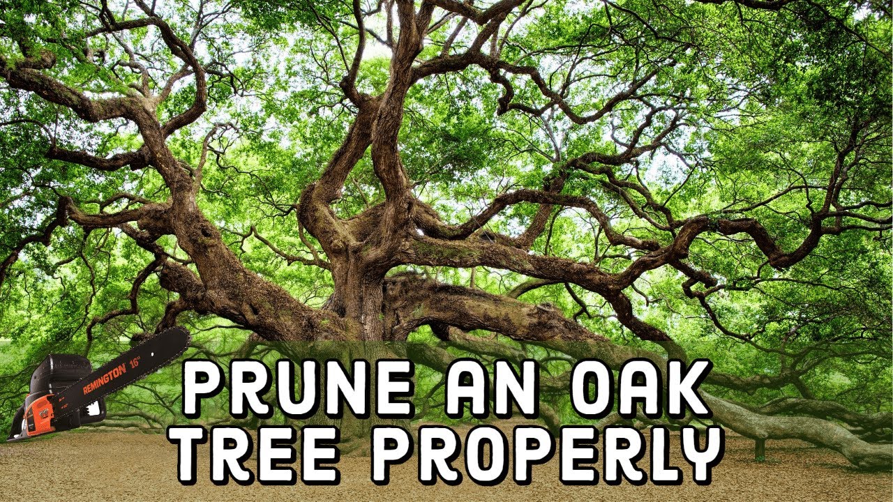 Как правильно обрезать дуб 🌳 | Своими руками