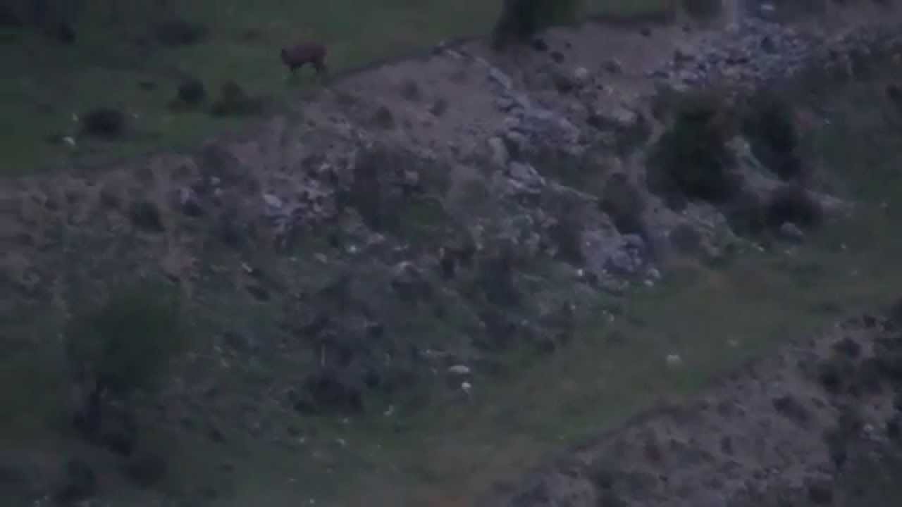 Ciervo y un jabal&iacute;