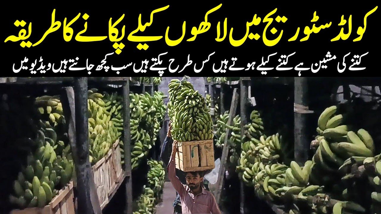 Banana Cold Storage in Karachi Complete Banana Ripening Processکیلا پکانے کا طریقہ @focus with fahim