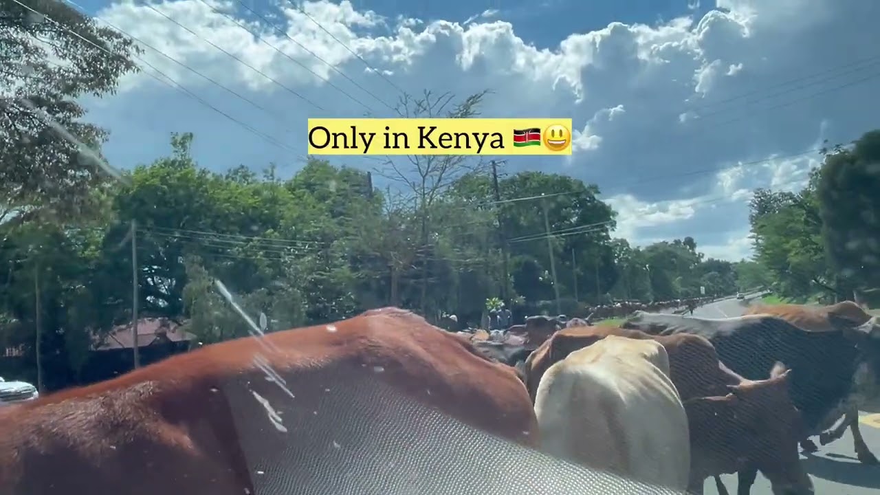 Quiet Drive Through Milimani Nakuru Interrupted by Hundreds of Maasai Cows 🐄🌿 | Kenya Street Life