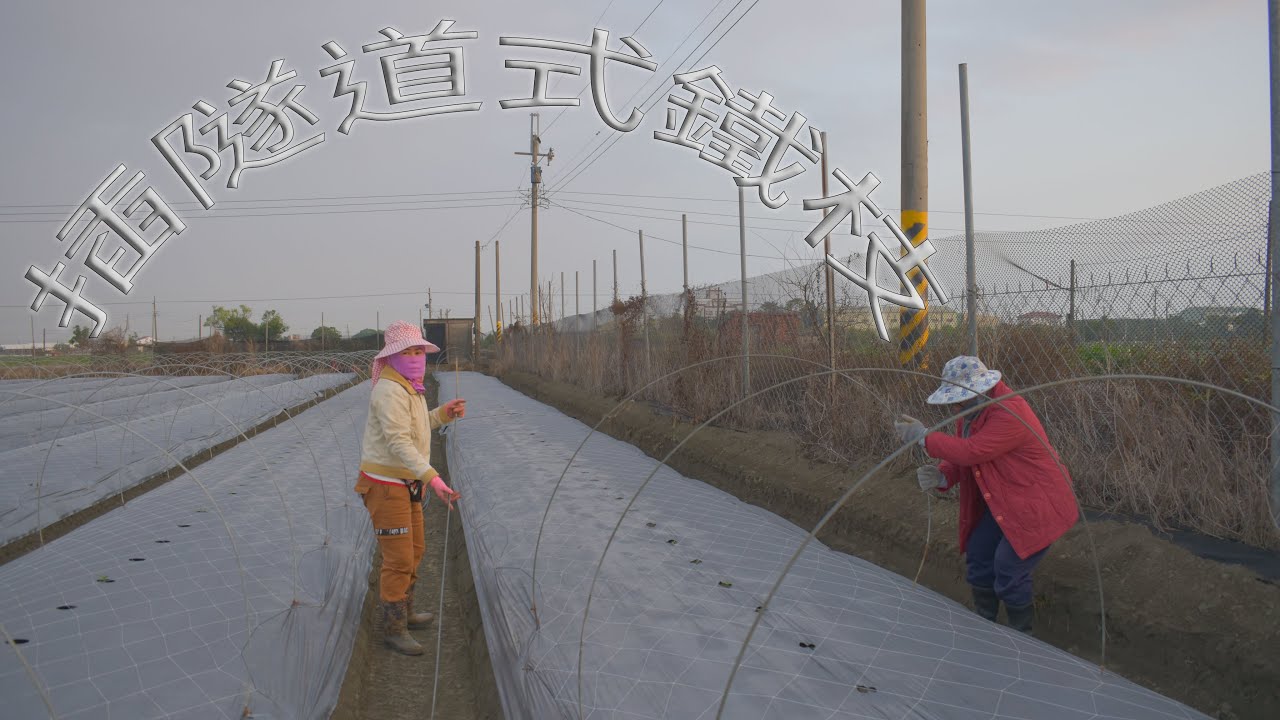 農事│ 插隧道式鐵枝(Insert the iron sticks)