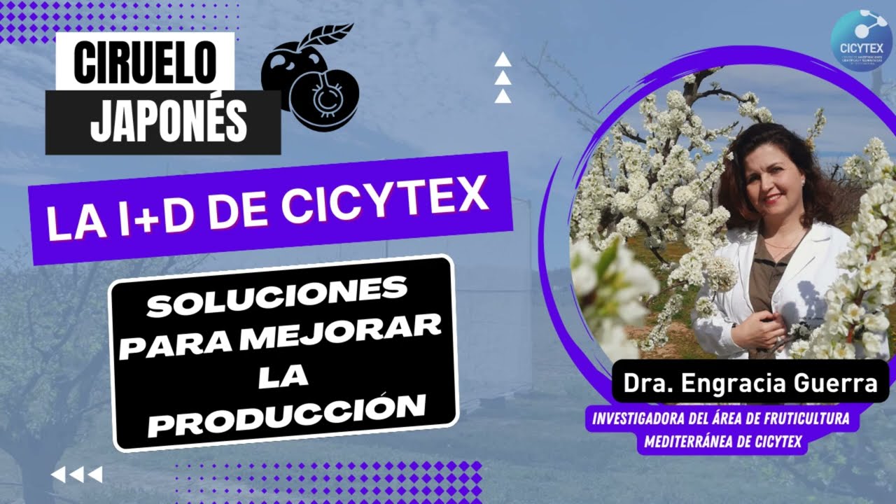 Ciruelo japonés: la I+D de CICYTEX para mejorar la producción