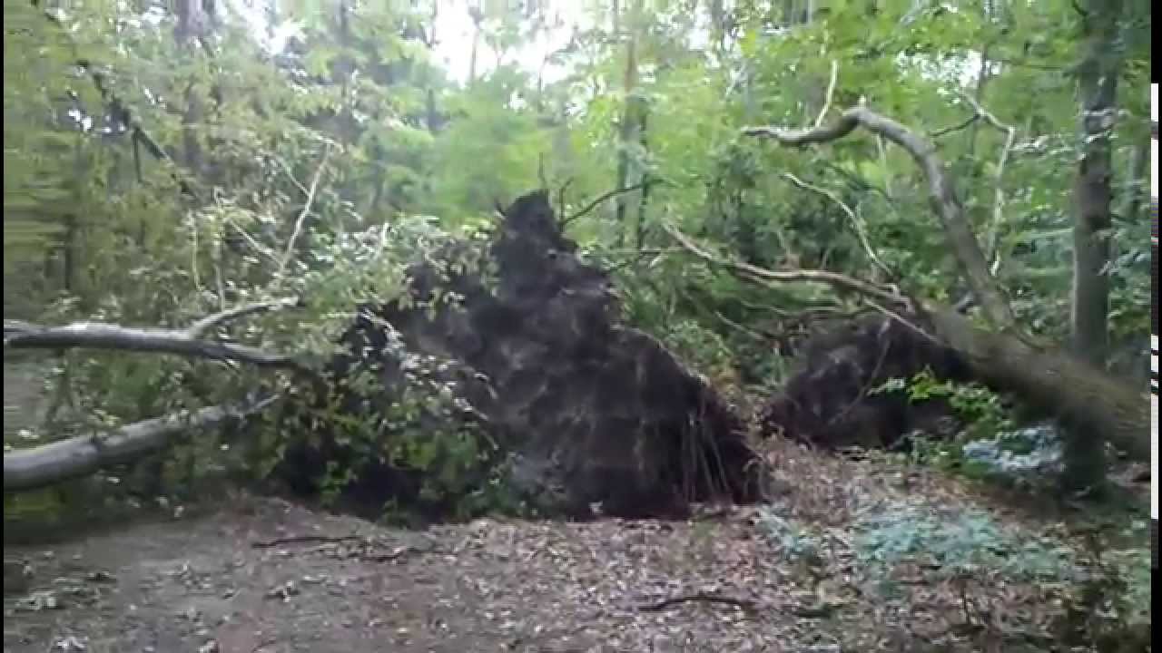 Sturmschäden und Verwüstung in der Heide duch das Unwetter am 07.07 2015 in Halle Saale