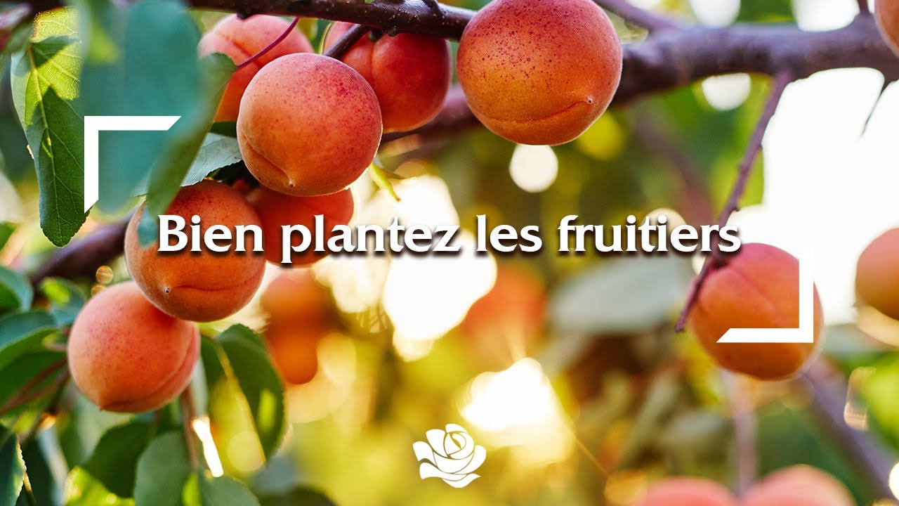 Plantez vos fruitiers