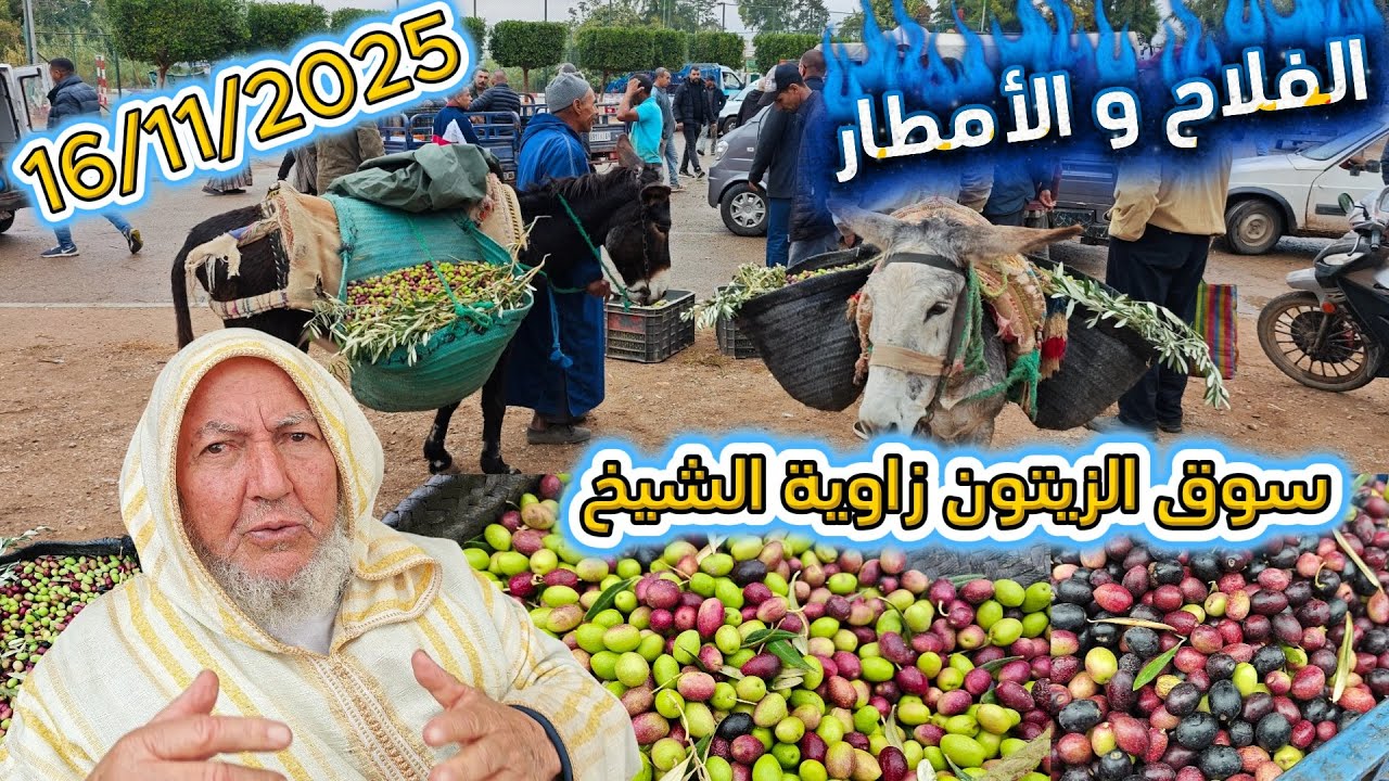 الفلاح والأمطار وجودة الزيتون مع أثمنة اليوم من سوق الزيتون  زاوية الشيخ إقليم بني ملال 16/11/2025