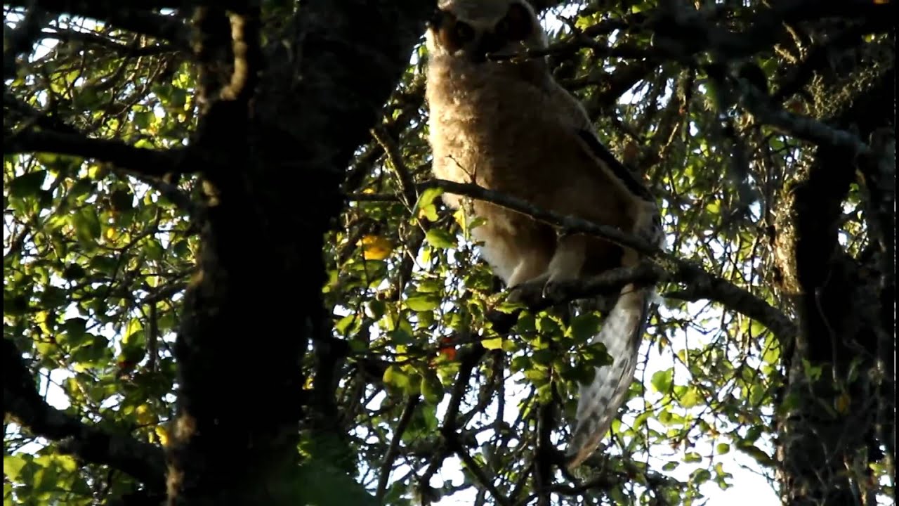 Great Horned Owl / Owlet wakes up and stretches her wings