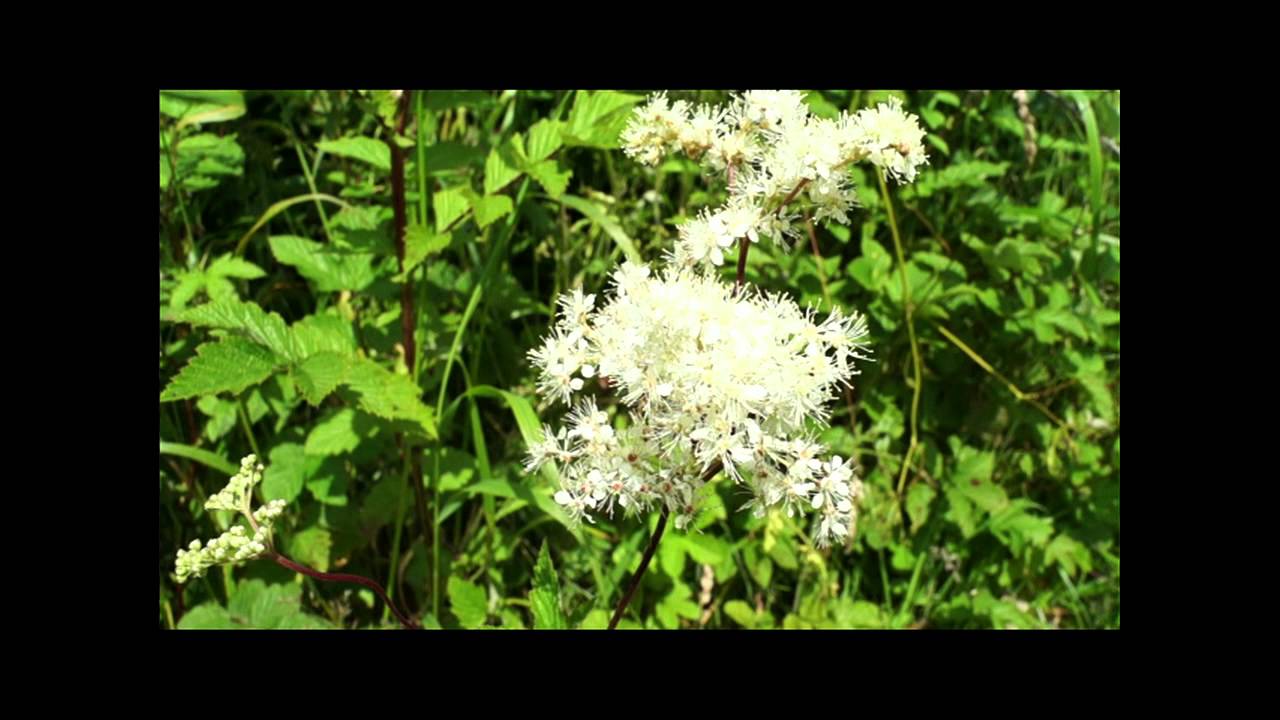 Meadowsweet has a range of uses in herbal medicine: Meadowsweet Part 1