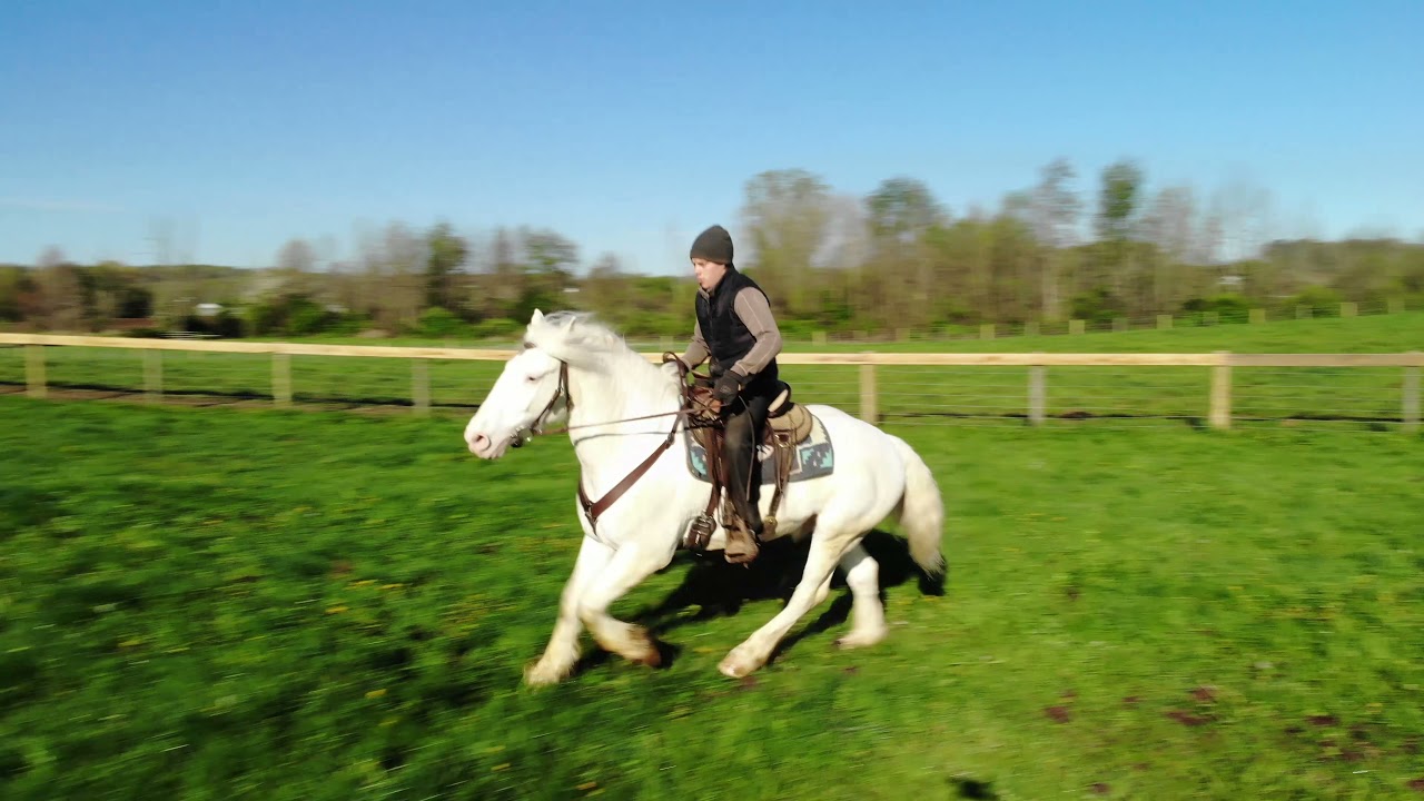 Marshmallow | American Cream Draft / Quarter Horse Cross Gelding