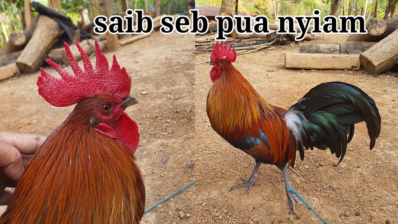 Saib qaib dib ua si seb pua muaj neeg nyiam tus no