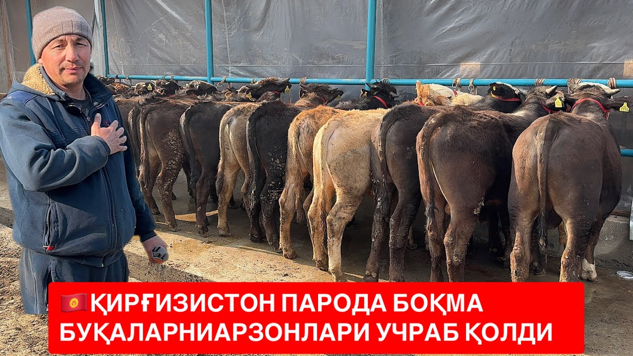 🇰🇬ҚИРҒИСТОН БОҚМА БУҚАЛАРИ ОПТОМЧИДАН АРЗОН НАРХЛАРДА ШОШИЛИНГ.  