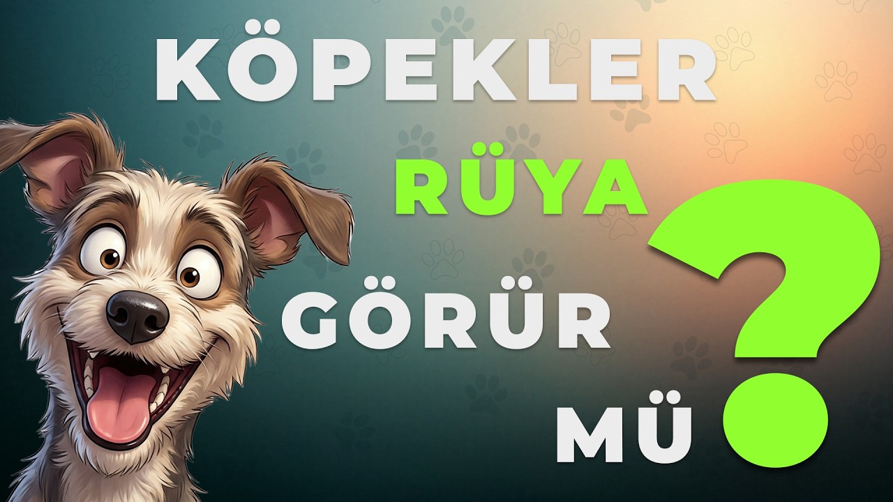 Köpekler Rüya Görür mü