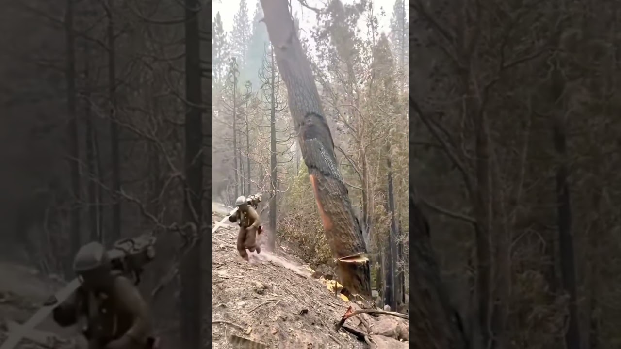 Tree cutting gone wrong😅🥹#tree#cutting#fail#fyp