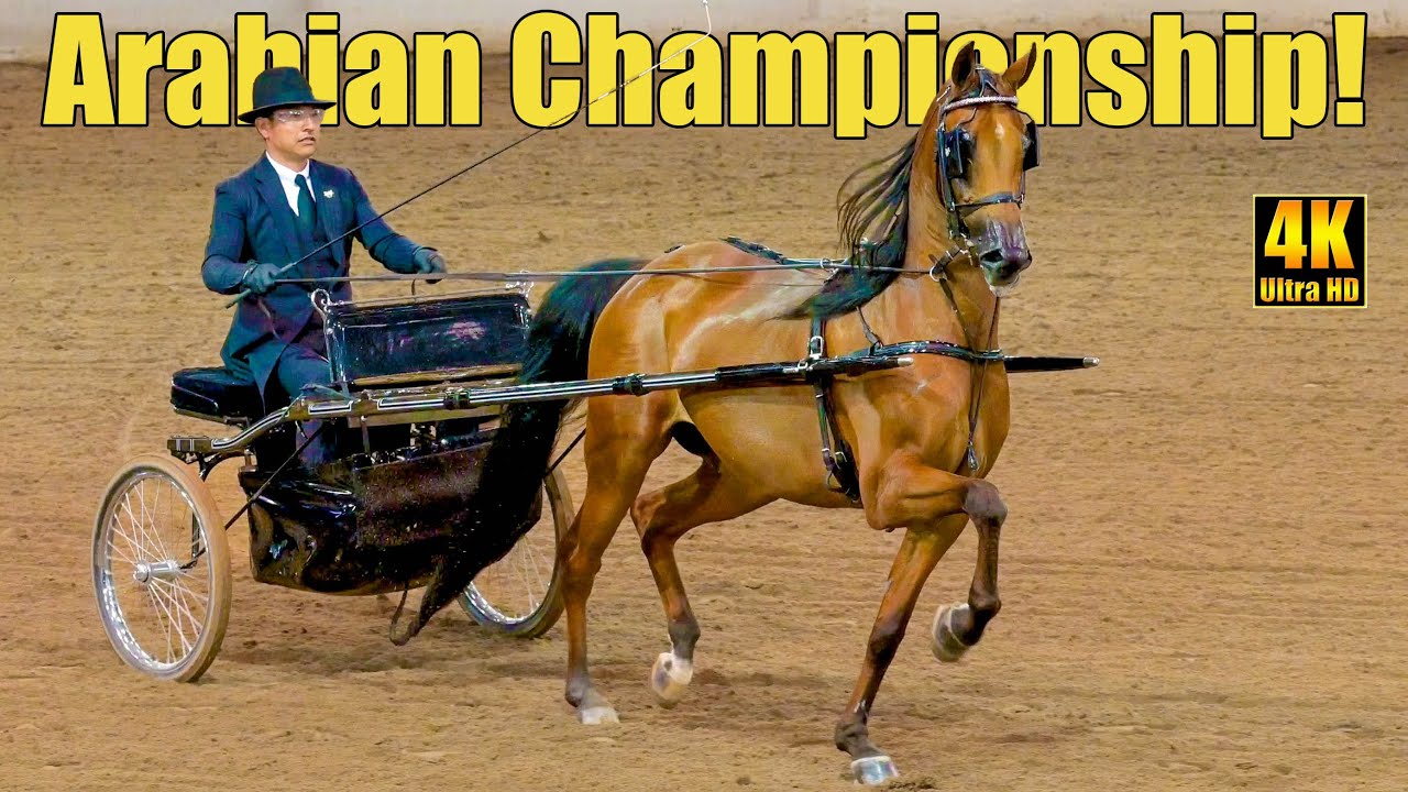 Arabian Country Pleasure Driving Championship | Scottsdale Arabian Horse Show