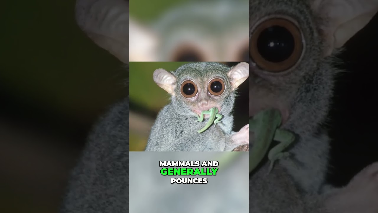 The Incredible Tarsier  Nature's 180 Degree Head Turner