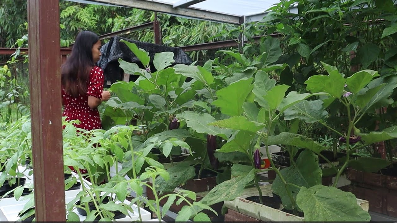 KEBUN BARUKU di HUTAN , PANEN MADU LAGI, MANDI HUJAN