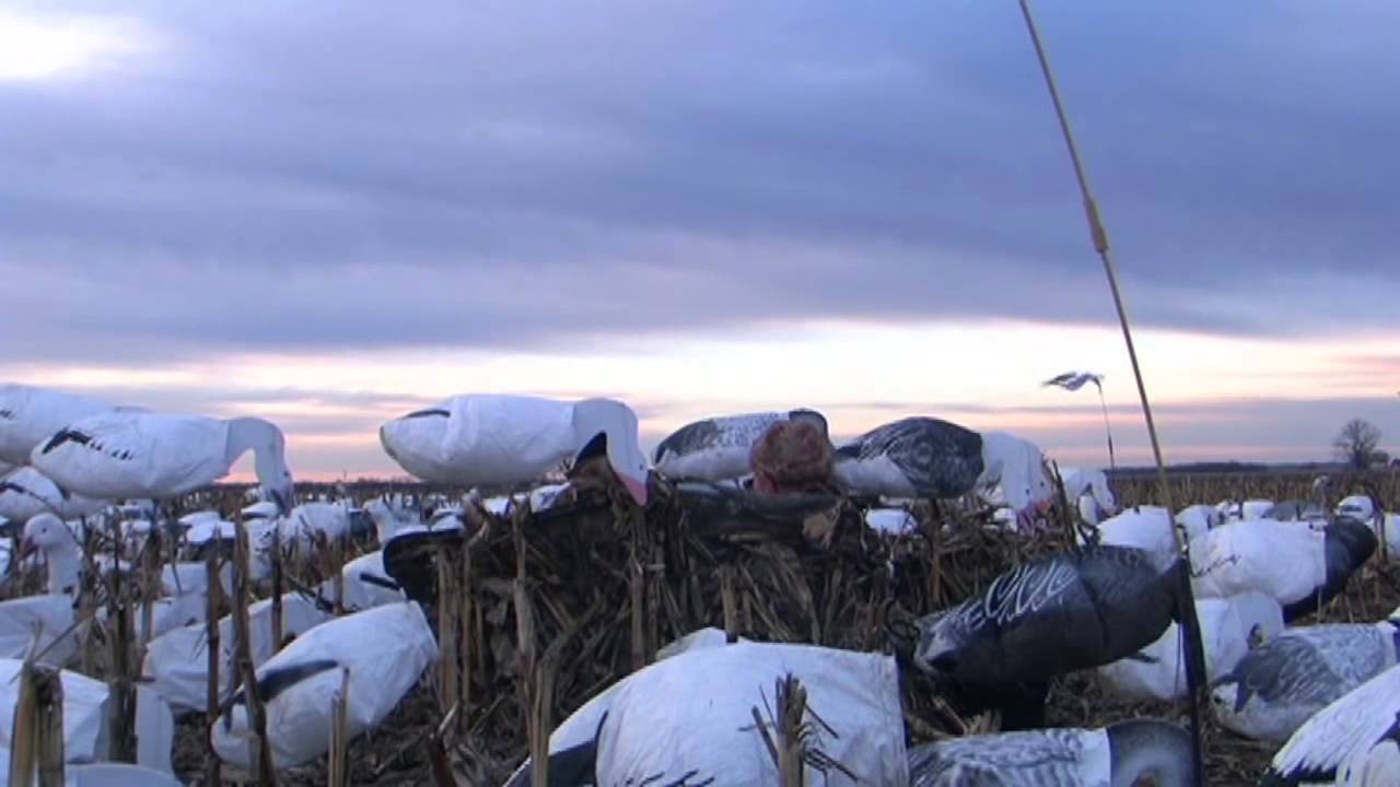 CV Sportsman - Snow Goose Hunt Missouri River Bottoms