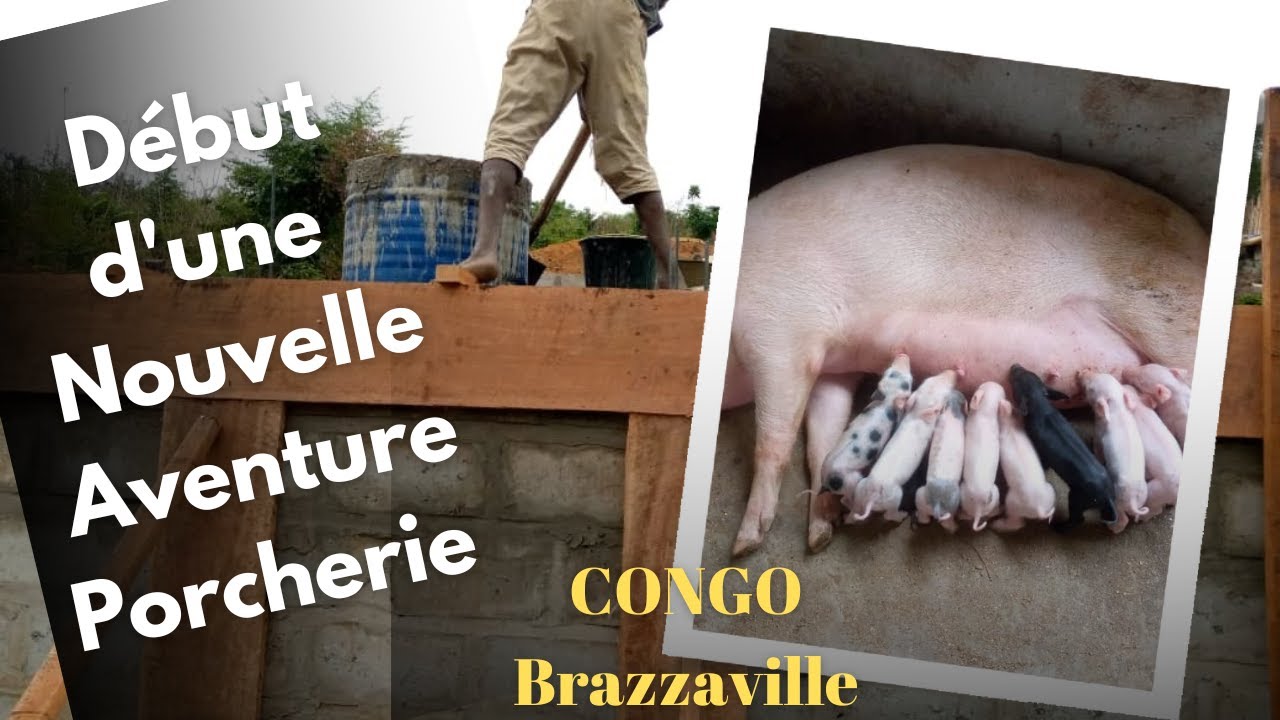Mise en Route de Notre Porcherie à Congo-Brazzaville ! #Porcherie #ÉlevageDePorcs #CongoBrazzaville