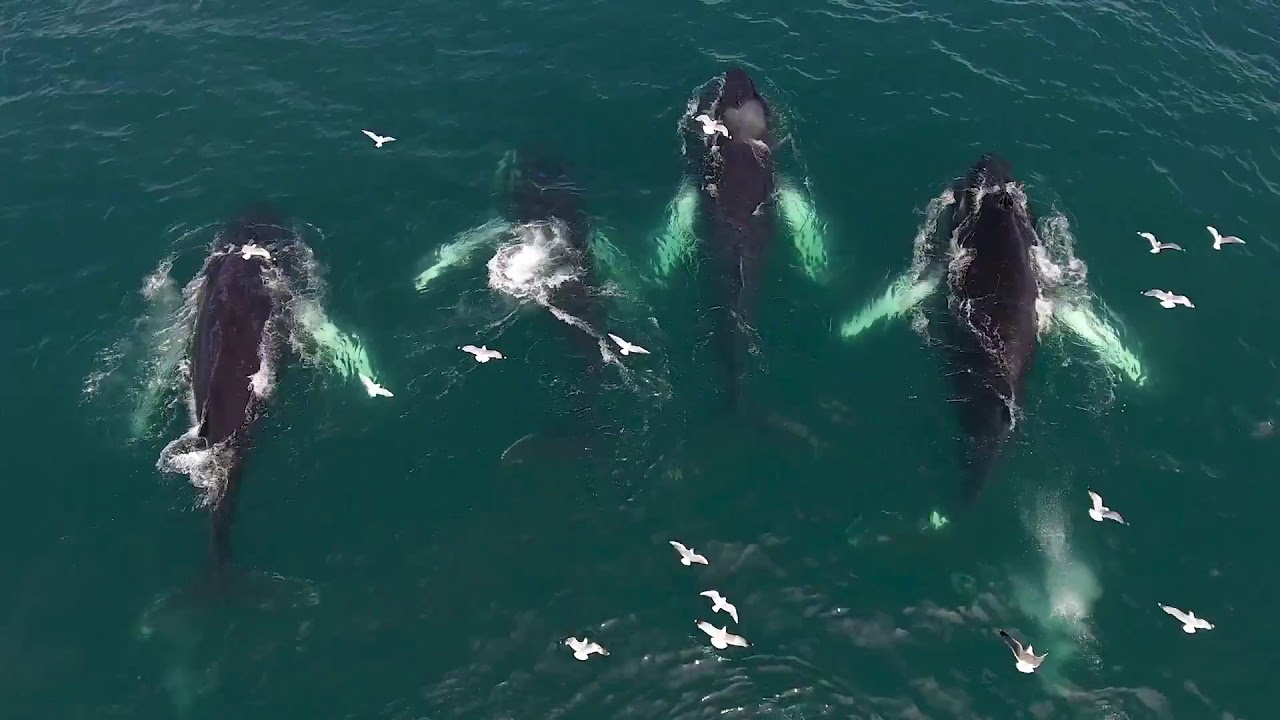 Whale watching Hauganes