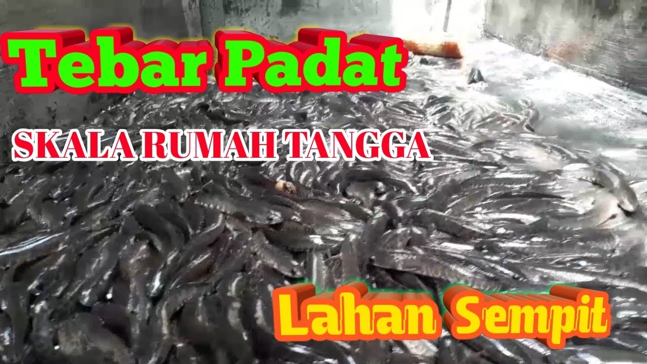 BUDIDAYA IKAN GABUS UMUR 6 BULAN TRENGGALEK