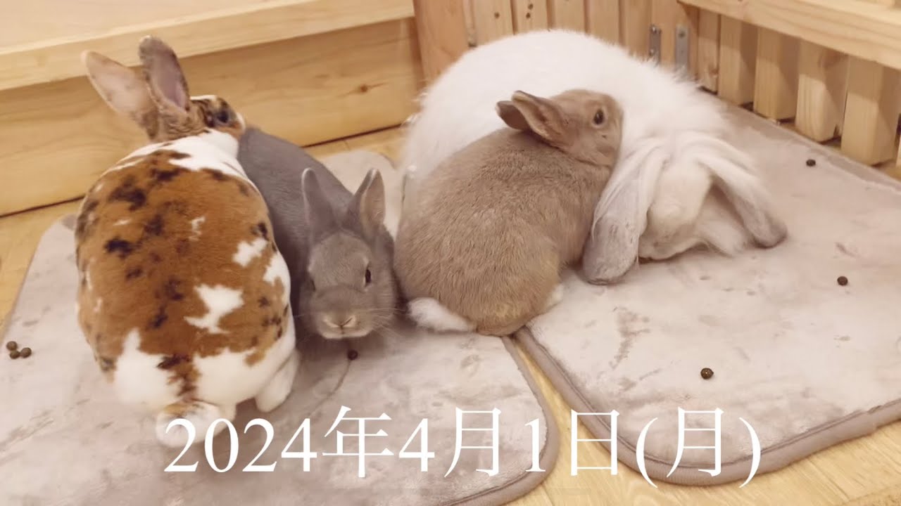 子うさぎちゃん達デビューまもなくです！【2024年4月1日】ティモシーとまるとよつばとこたつ　　今日のうさちゃん達　　by うさぎカフェ もふれる 【Rabbit cafe Moff-rell】