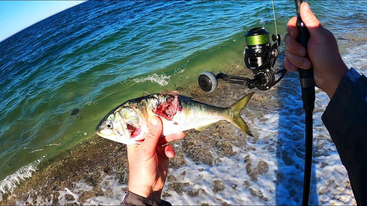 Big Baitfish Ignite Great Surf Fishing Bite!