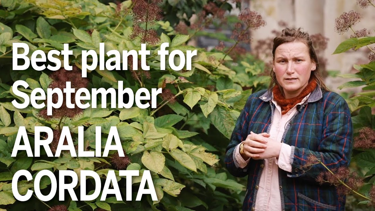 Aralia cordata is a perfect plant for September