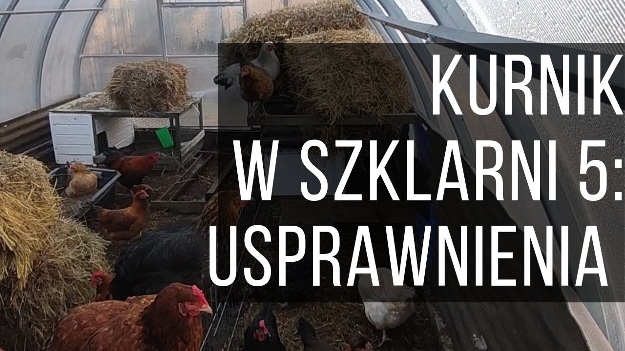 Ostatnie usprawnienia w kurniku w szklarni #kurywszklarni
