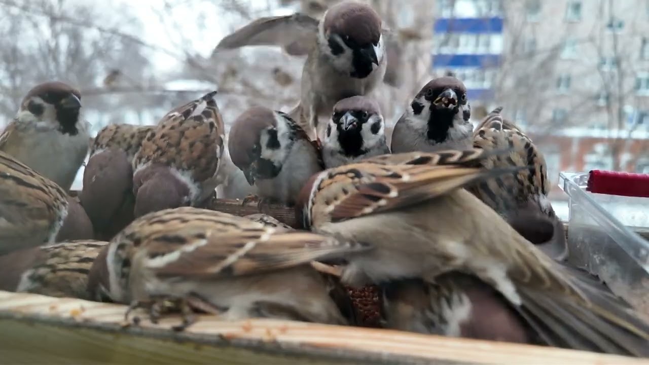 Злые птички 