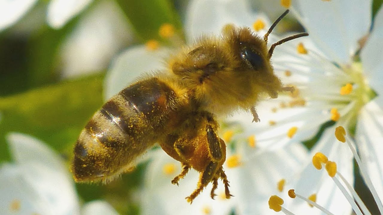 The western honey bee - Včela medonosn&aacute; (Apis mellifera) - Pollination/Opylen&iacute;