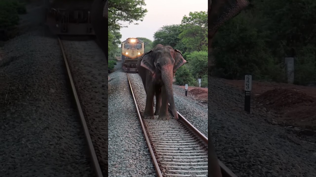 Elephant playing in railway track train is coming #shorts #purlens