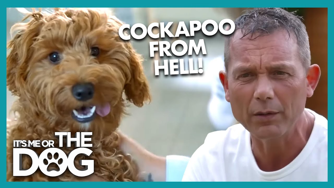 Cockapoo Puppy from Hell? This Cockapoo Puppy ATTACKS His Owner! | It's Me or The Dog