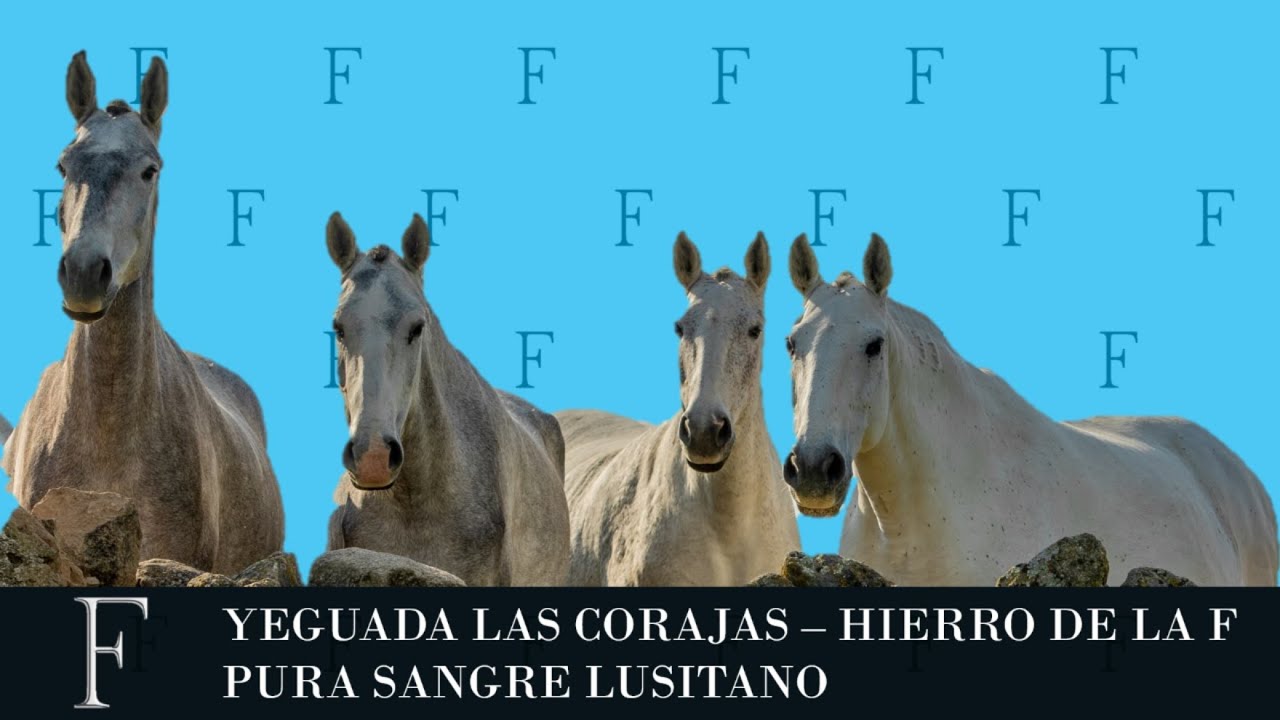 YEGUADAS DE CABALLOS LUSITANOS