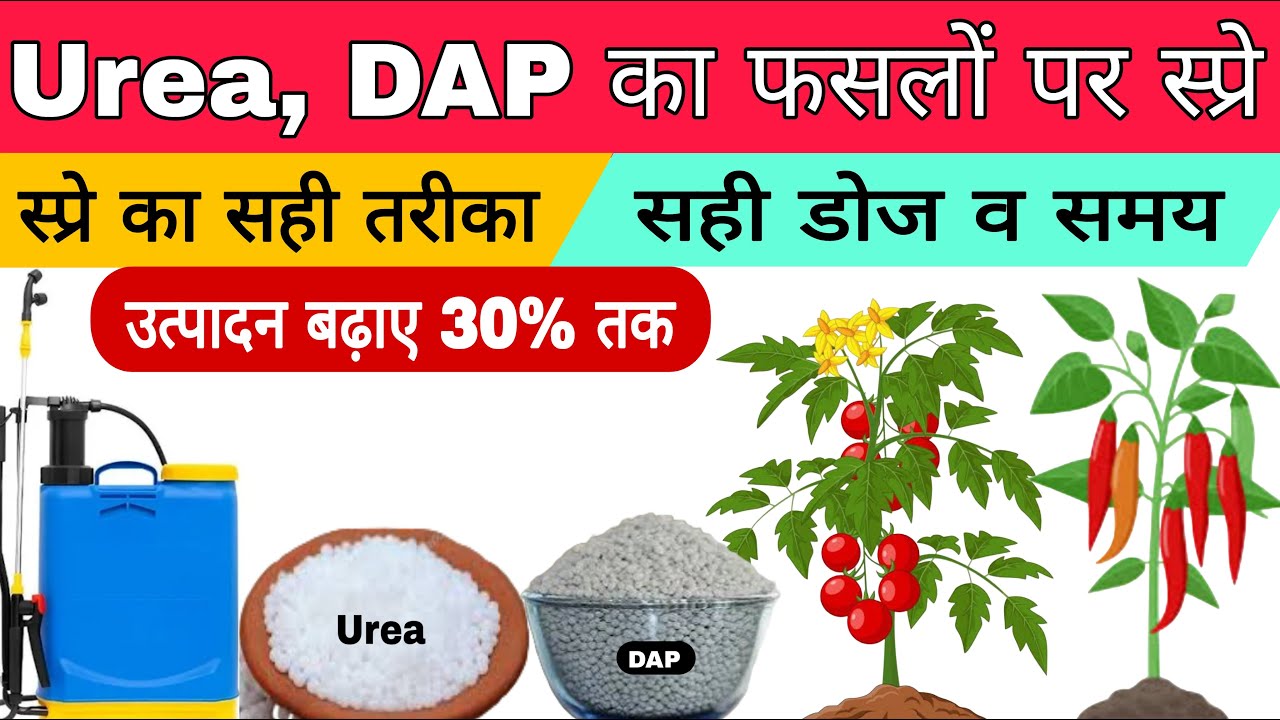 फसलों पर यूरिया व डीएपी का स्प्रे | sprey of urea and dap |