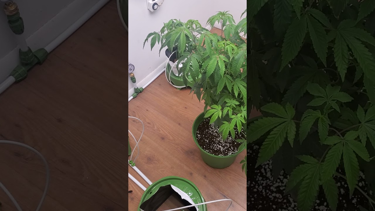 Floraflex set up!!
