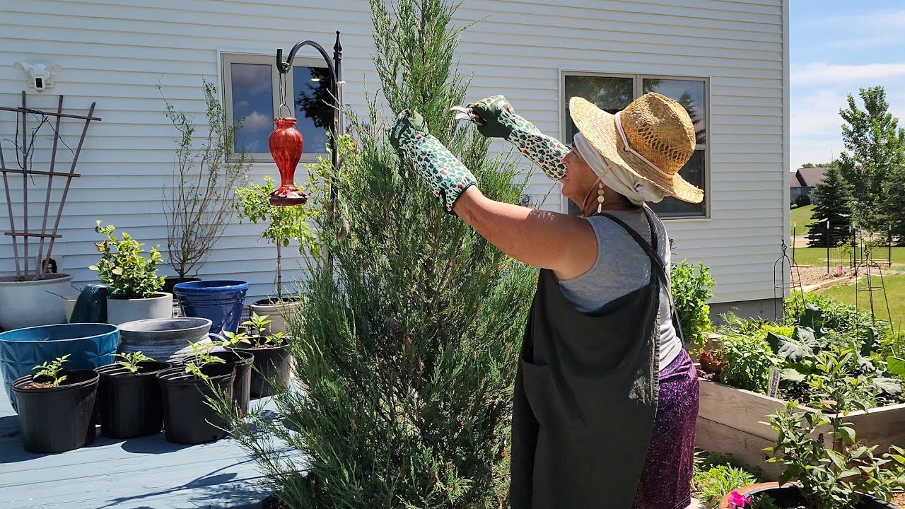 🌲 How to Prune Juniper (Skyrocket) #gardening #pruning  #trees #zone4 #zone4gardening
