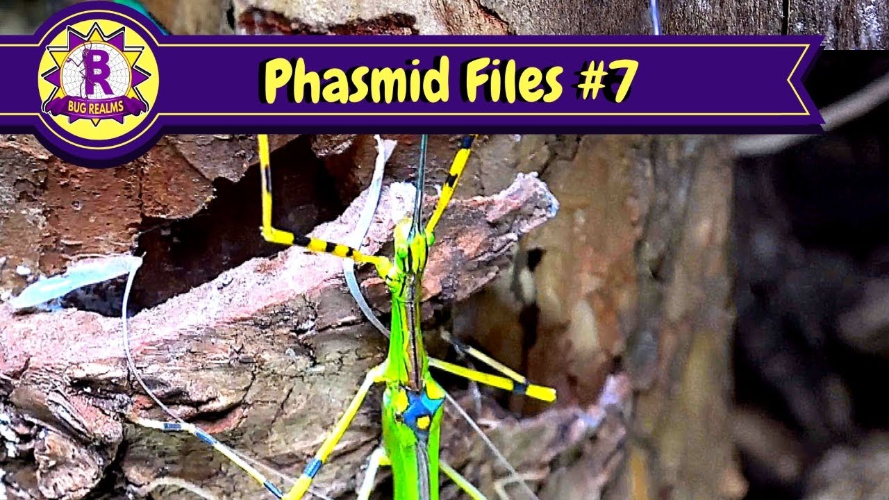 Necroscia annulipes - Malaysian Green Jewel Stick Insect